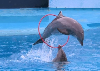 dolphin (2)