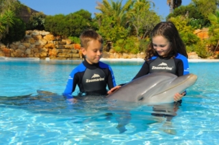 dolphin2 (2)