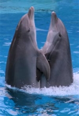 dolphin2