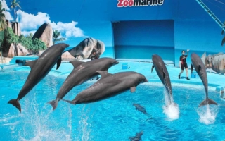 zoomarine